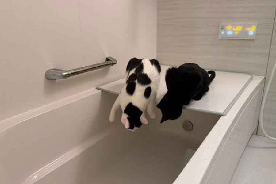 湯船を覗く（左から）おむすびくんと、おはぎちゃん【写真提供：コムギと卍丸（まんじまる）とのりまきとおむすびとおはぎ（@komugi56285）さん】