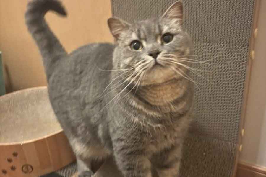 つぶらな瞳がかわいいスコティッシュフォールド【写真提供：りんくんとおとちゃん（@rin_oto_cats）さん】