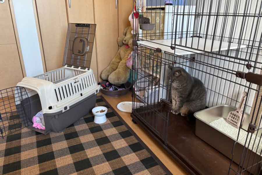 病院だと察知して置物と化す、凛太郎くん【写真提供：りんくんとおとちゃん（@rin_oto_cats）さん】