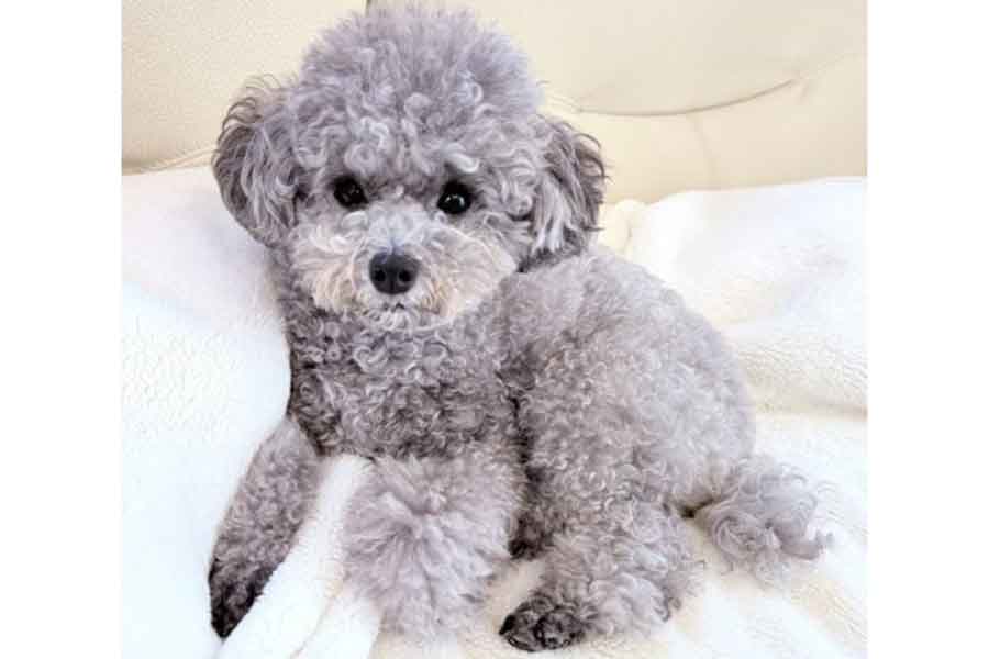 つぶらな瞳がかわいいシルバートイプードル【出典：X（@Emmarinko）よりスクリーンショット】
