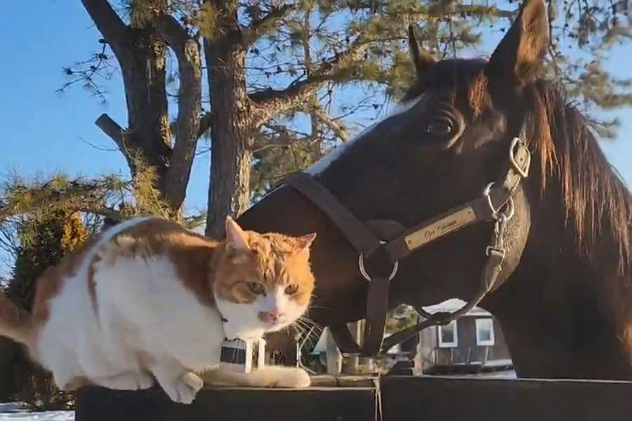 オジュウチョウサンに“吸われる”ほっけくん【出典：X（@Versailles_Farm）より】