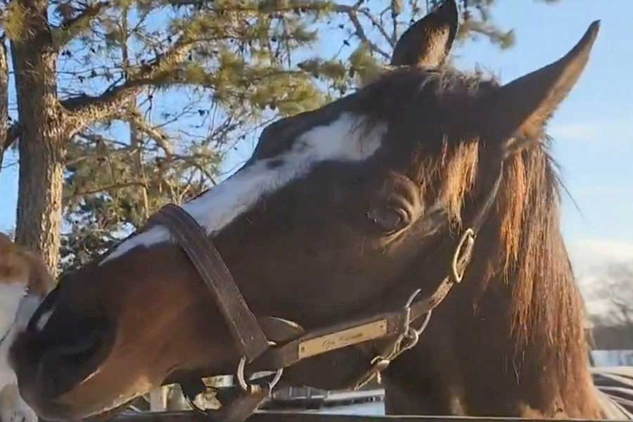 牧場で“第二の馬生”を過ごすオジュウチョウサン【出典：X（@Versailles_Farm）より】