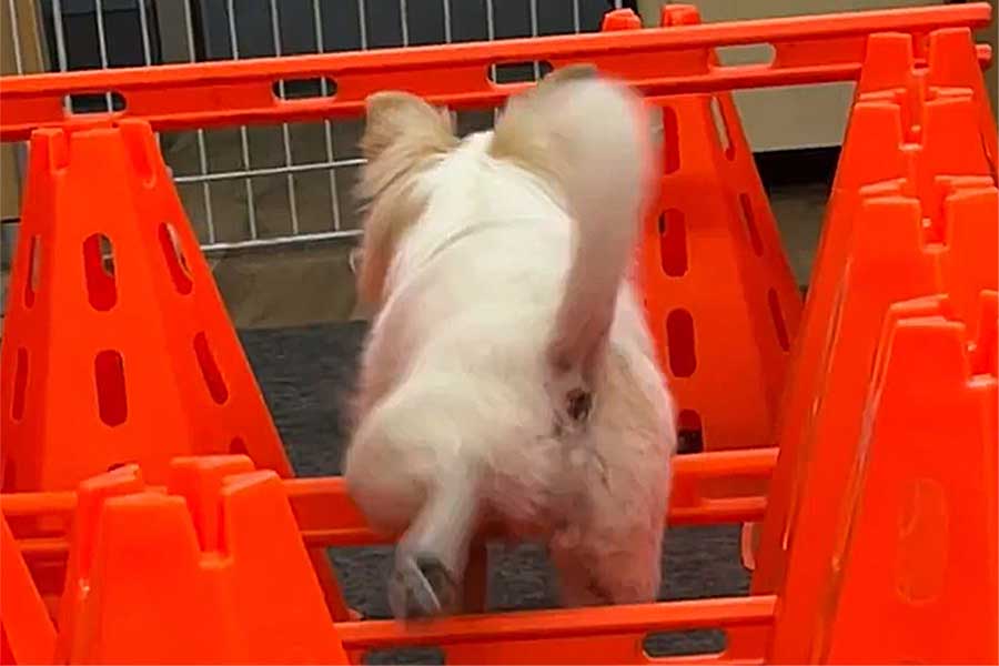 軽快にトレーニングをこなす、いずも丸くん【出典：X（@nakkkkkan）よりスクリーンショット】