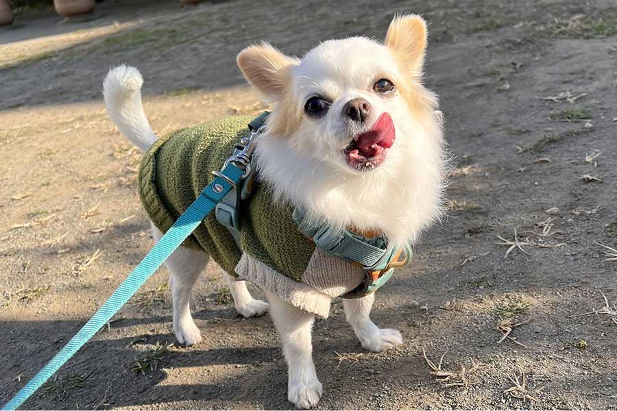 散歩を楽しむいずも丸くん【出典：X（@nakkkkkan）よりスクリーンショット】