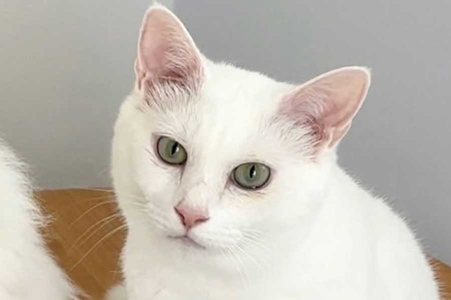 おすまし顔がかわいらしいねるくん【出典：X（@_ku_nel_）よりスクリーンショット】