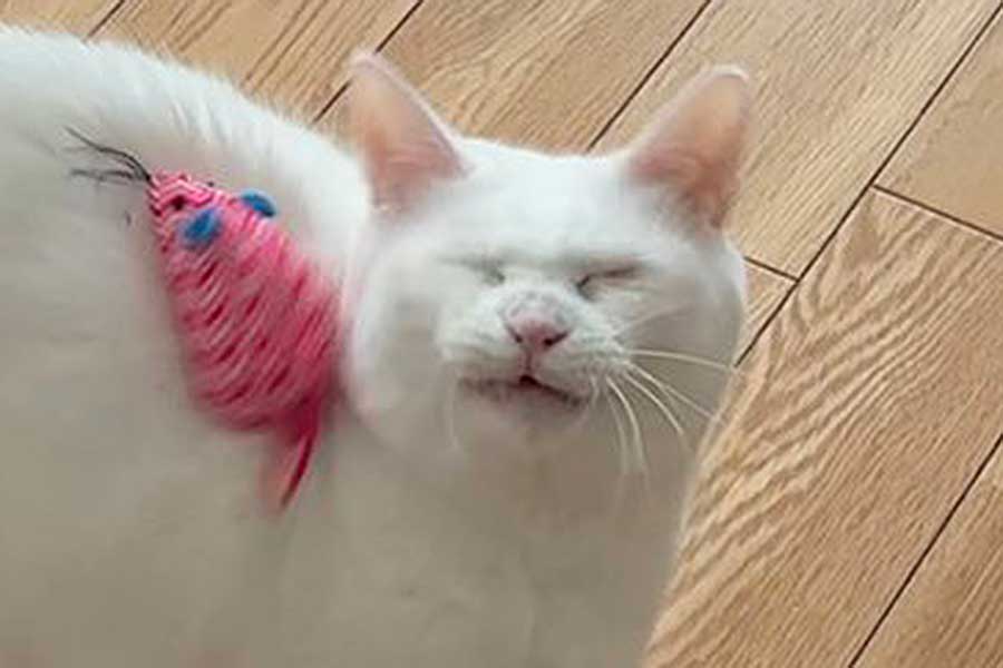 カメラがとらえた、クリティカルヒットの瞬間【出典：X（@_ku_nel_）よりスクリーンショット】