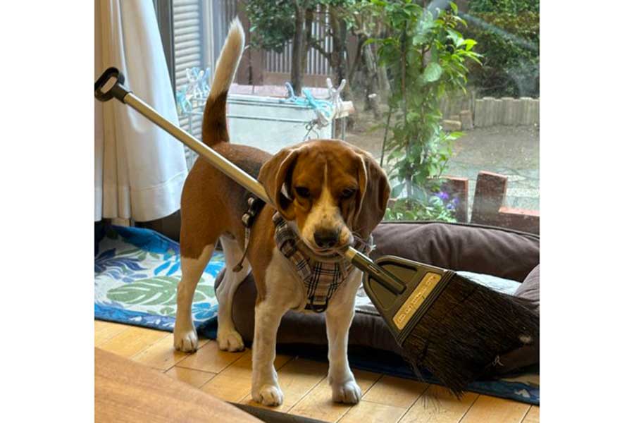 ほうきをくわえてアピールする、ふてちゃん【出典：X（@beagle_0408）よりスクリーンショット】