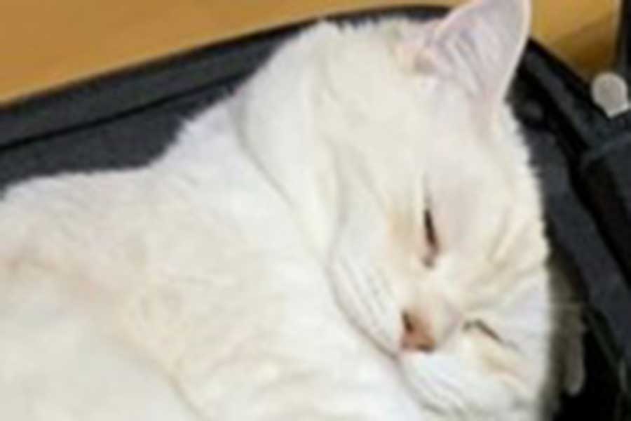 気持ち良さそうな寝顔のりんくん【写真提供：ミギー（@MiGiiiiii）さん】