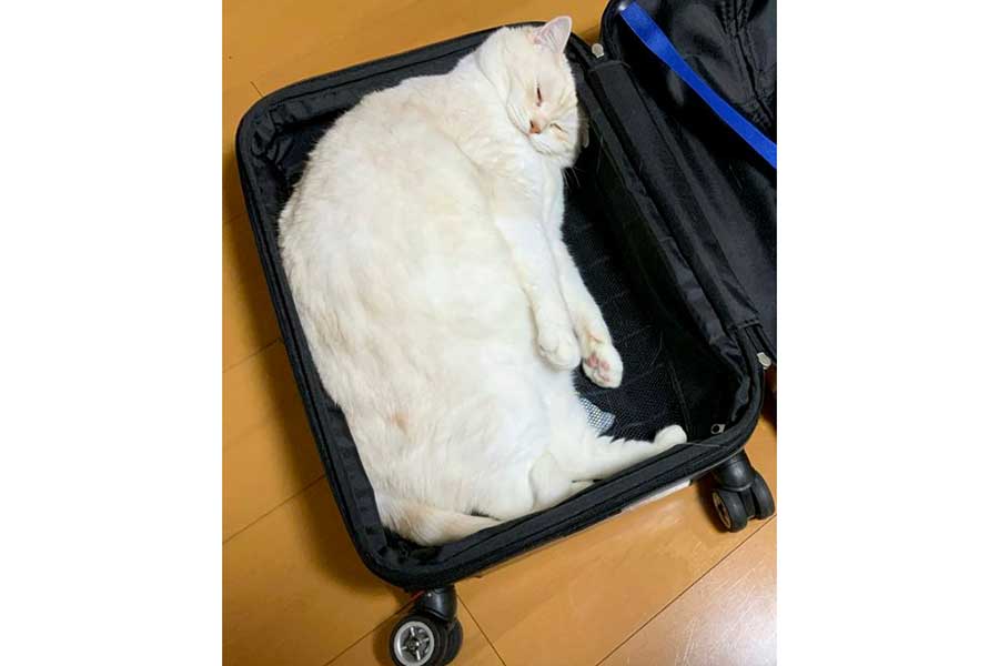 お弁当箱に詰まった白米のようなりんくん【写真提供：ミギー（@MiGiiiiii）さん】