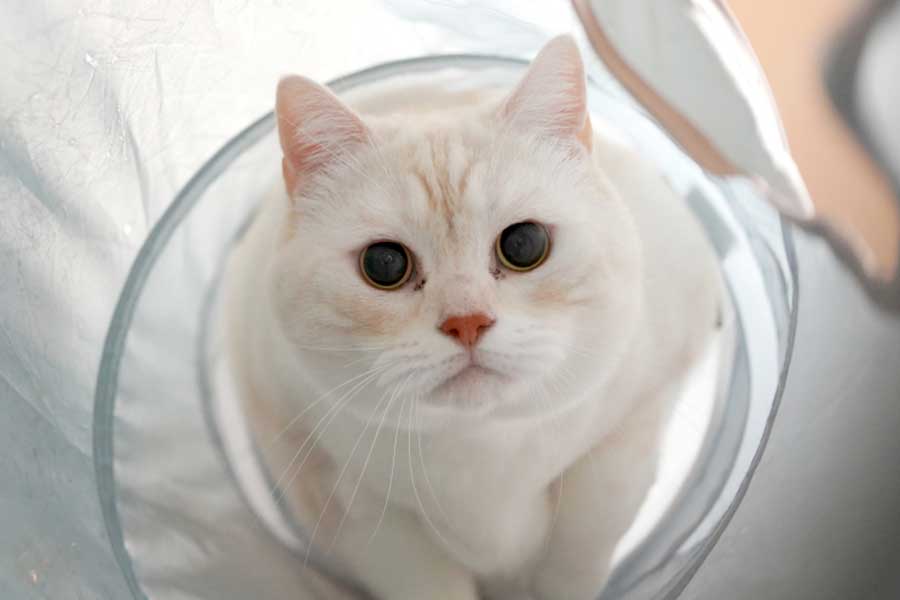 キュートな表情のりんくん【写真提供：ミギー（@MiGiiiiii）さん】