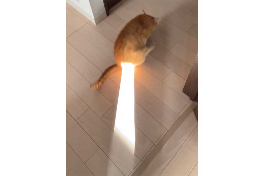 おしりからビームを出しているような茶々丸くん【写真提供：カウと茶々丸（@eralogaim_nek）さん】