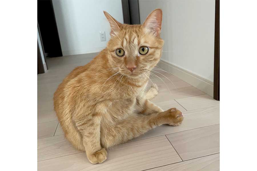 ちょこんと座る茶々丸くん【写真提供：カウと茶々丸（@eralogaim_nek）さん】