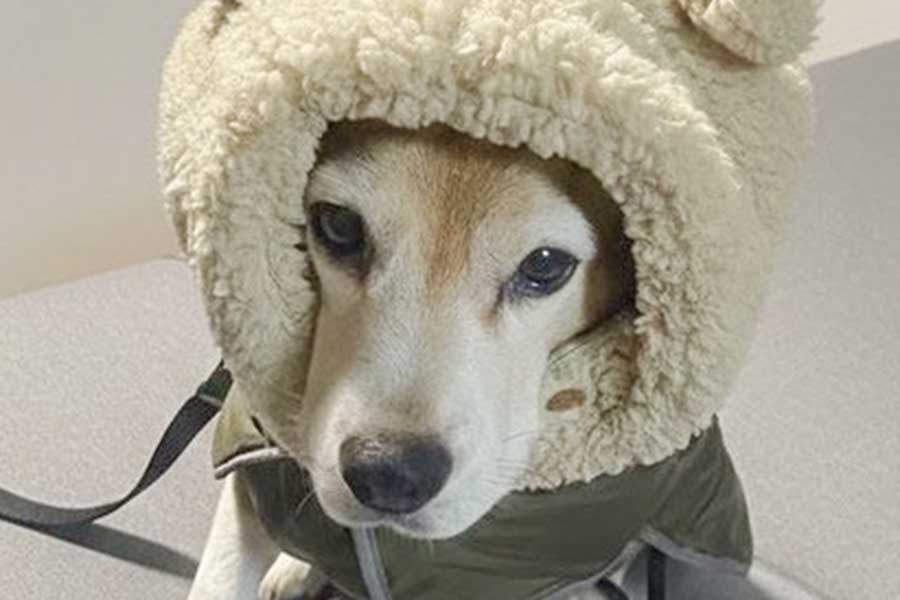 かわいい顔を覗かせるビーグル【写真提供：犬を吸う（@su_inu_）さん】