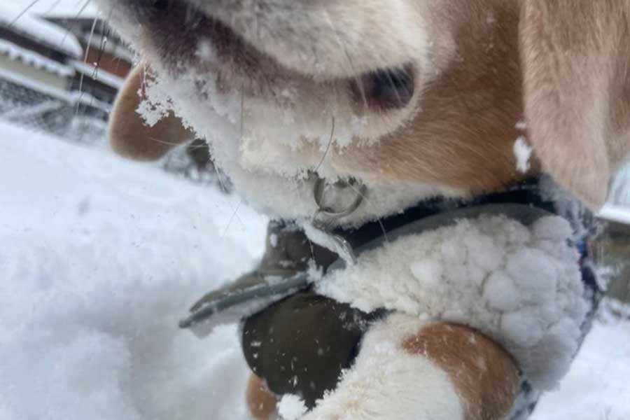 転倒した飼い主さんを襲ったとされる状況証拠【写真提供：犬を吸う（@su_inu_）さん】
