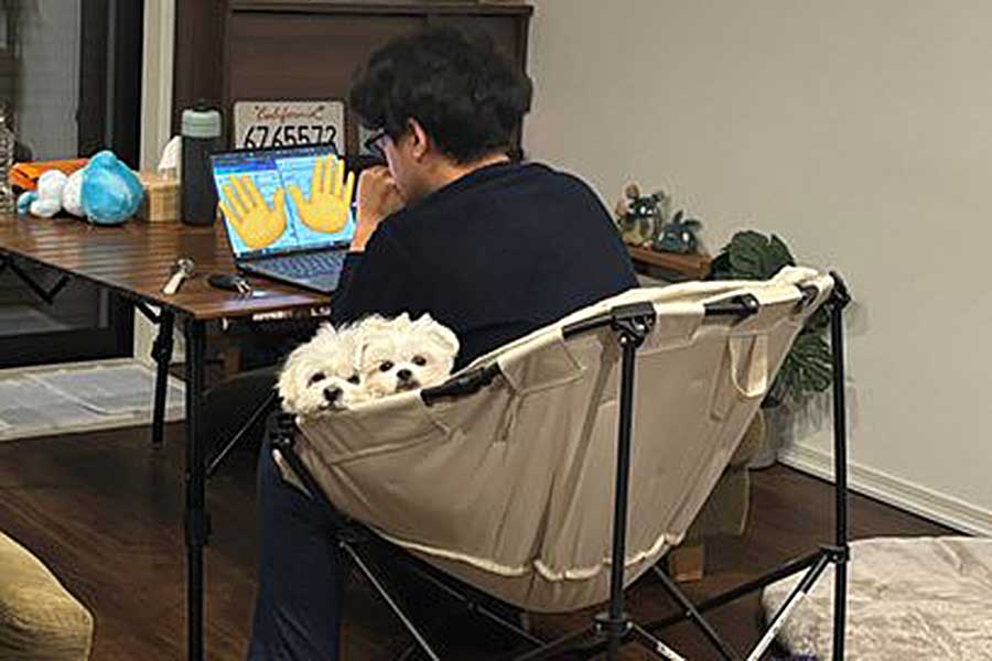 配偶者さんの座る椅子から顔を出す(左から)わむうくんとチーズちゃん【写真提供:かわいいぬズ(@wamuuhm)さん】