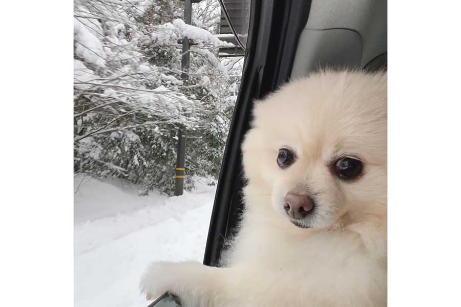 雪山でのドライブを楽しむアポちゃん【写真提供：APO（ポメラニアン）（@gucci_apo）さん】