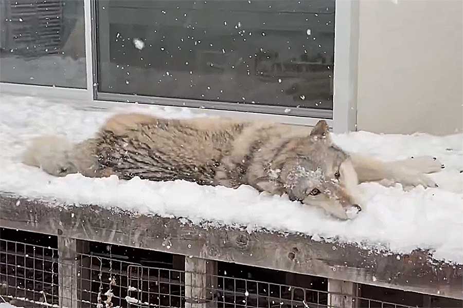 大好きな雪に“ゴロスリ”するサラちゃん【出典：X（@C6H5NH2_aniline）よりスクリーンショット】