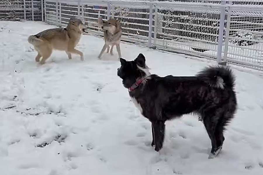 雪の中はしゃぐ（左から）サラちゃん、マヨちゃん、もねちゃん【出典：X（@C6H5NH2_aniline）よりスクリーンショット】