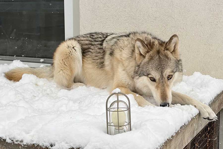 雪の上に座るサラちゃん【写真提供：もぐ（@C6H5NH2_aniline）さん】