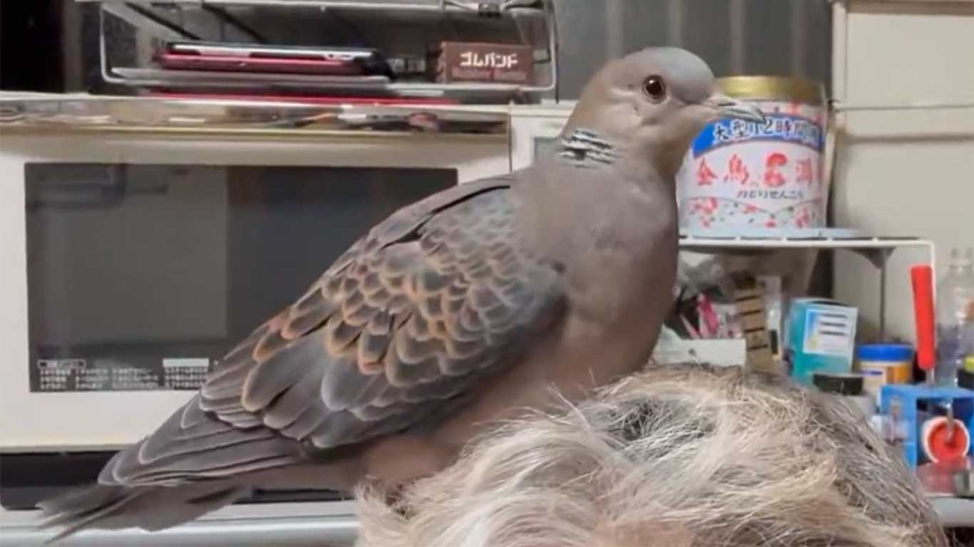 お父さんの頭の上でくつろぐリンちゃん【出典：X（@popoko0501）よりスクリーンショット】