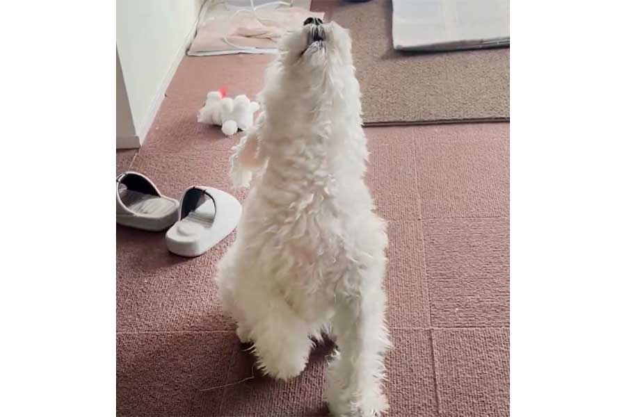 遠吠えをするル・ボンドちゃん【出典:X(@Ruparup55738528)よりスクリーンショット】