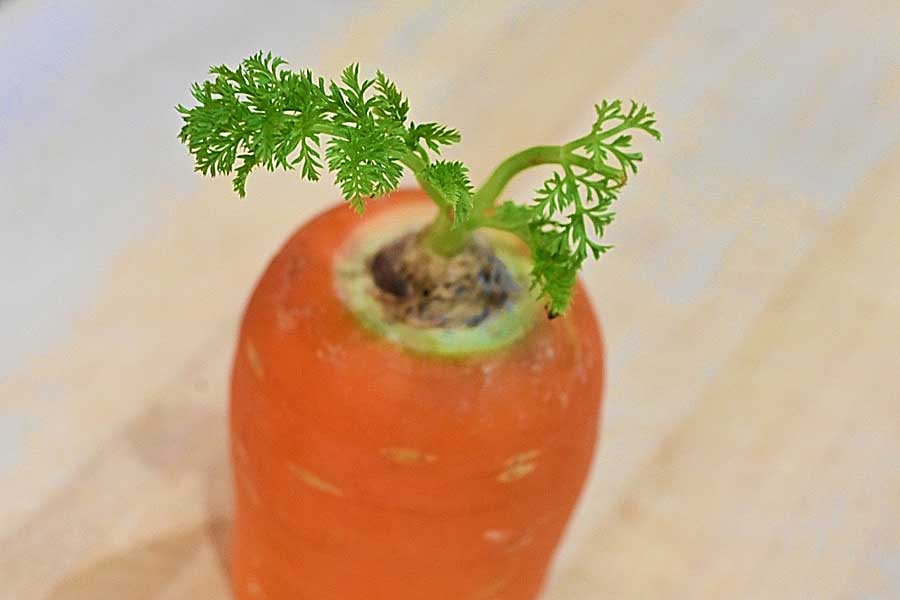 芽が出たニンジン（写真はイメージ）【写真：写真AC】