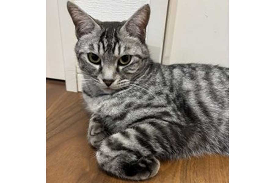 やわらかに体をくねらせるねこ【写真提供:そらまめのお家(@necomocomoco)さん】