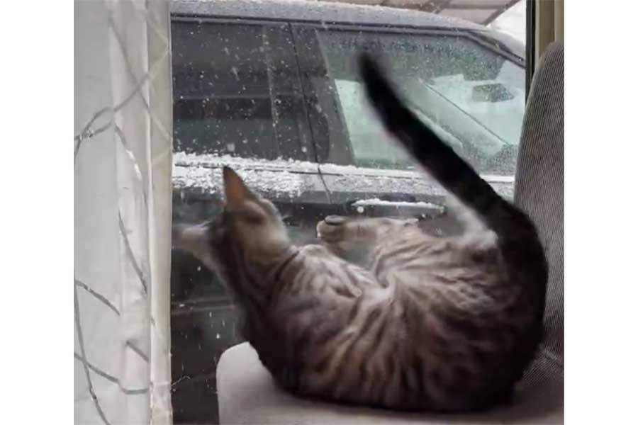 雪に興奮するソラくん【出典：X（@necomocomoco）よりスクリーンショット】