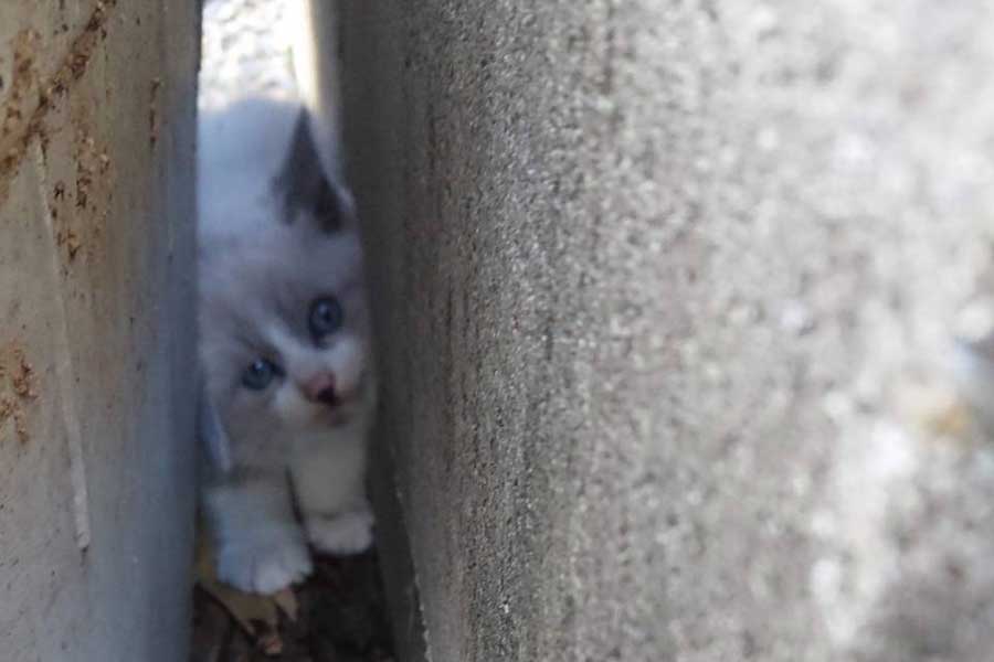 子ねこ時代のパンちゃん【写真提供：みい（@tq1YNsTIVr22264）さん】