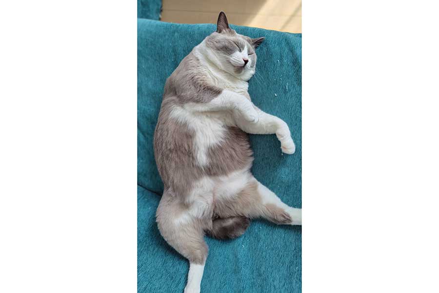 “へそ天”で眠るパンちゃん【写真提供：みい（@tq1YNsTIVr22264）さん】