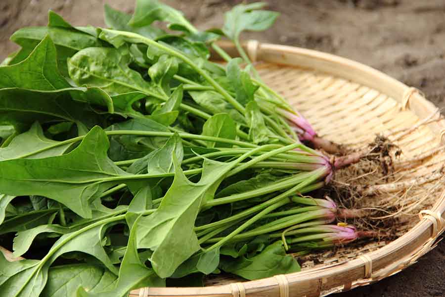 ホウレン草の根元は栄養豊富（写真はイメージ）【写真：PIXTA】