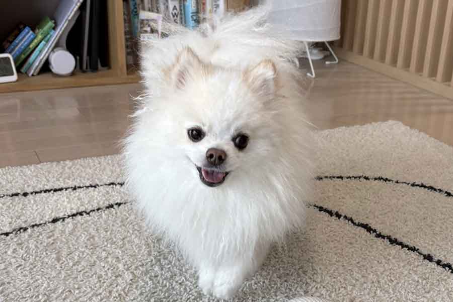 飼主さんとの時間を楽しむ天くん【写真提供:ポメラニアンの天くん!(@pome_tenkun)さん】