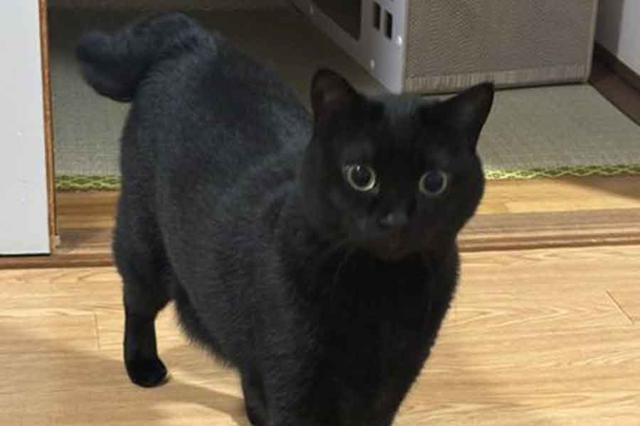 大きな目がかわいらしいあさりちゃん【写真提供：黒猫あさり（@kuro_asari5bee）さん】