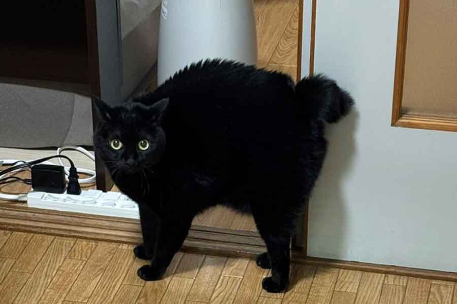 くしゃみに驚き“やんのかポーズ”を披露するあさりちゃん【写真提供：黒猫あさり（@kuro_asari5bee）さん】