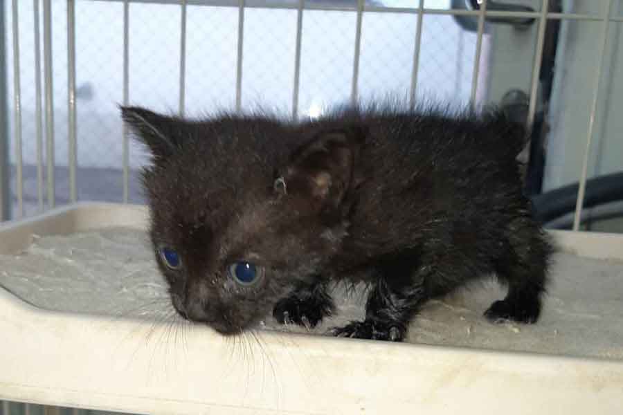 お迎え当時のあさりちゃん【写真提供：黒猫あさり（@kuro_asari5bee）さん】