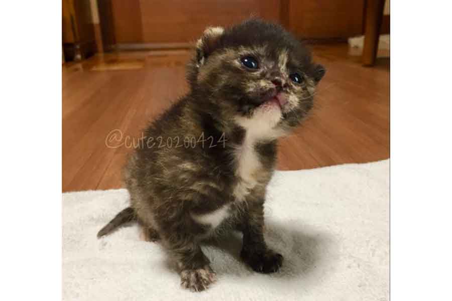 生後2週間頃のサビねこ【写真提供：きゅーちゃん成長日記（＠cute20200424）さん】