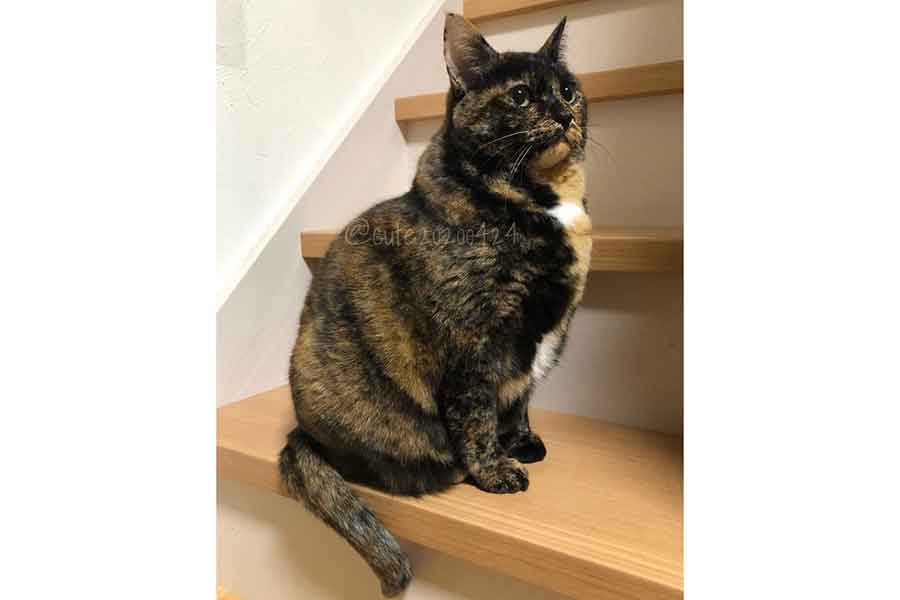 大きく成長したきゅーちゃん【写真提供：きゅーちゃん成長日記（＠cute20200424）さん】