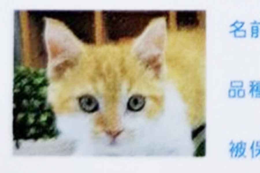 かわいらしい子ねこの保険証写真【写真提供:ラムキンのもやし君(@moyashi_Lambkin)さん】