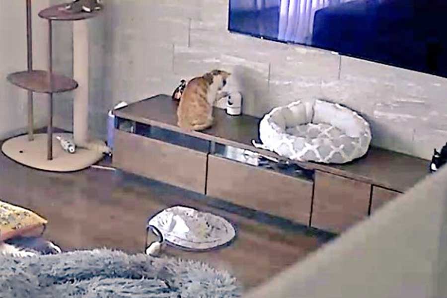 テレビ台に置かれたものに興味を示すねこ【画像提供:m(@366mmm)さん】