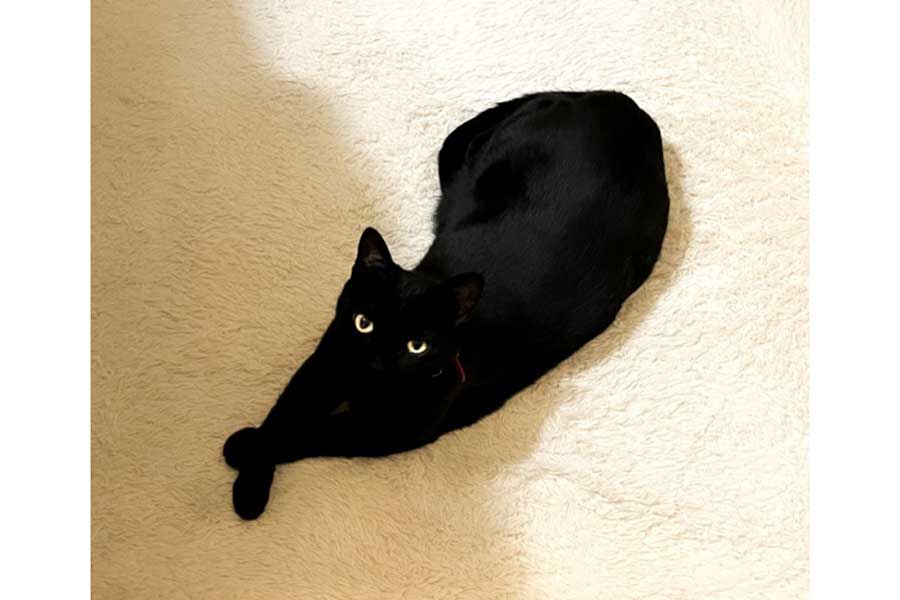 “ねこフライ”の答え合わせ【写真提供：yamato house（@house_yamato）さん】