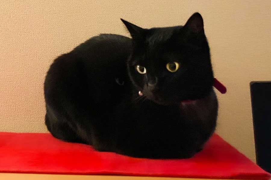 黒ねこのやまとちゃん【写真提供：yamato house（@house_yamato）さん】