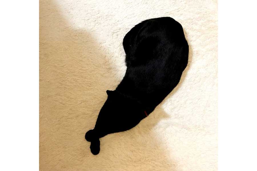 “ねこフライ”になったやまとちゃん【写真提供：yamato house（@house_yamato）さん】