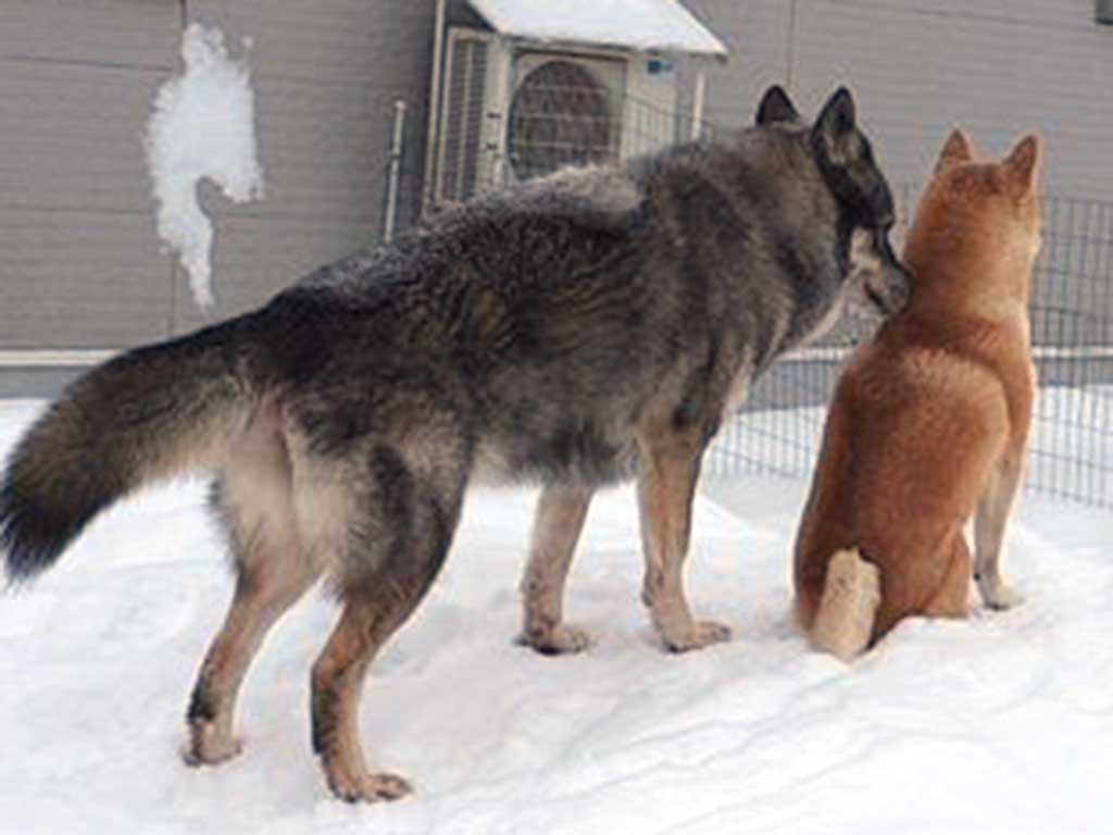 おみつくんの匂いを嗅ぐディオネちゃん【出典：X（@mi_di_081）よりスクリーンショット】