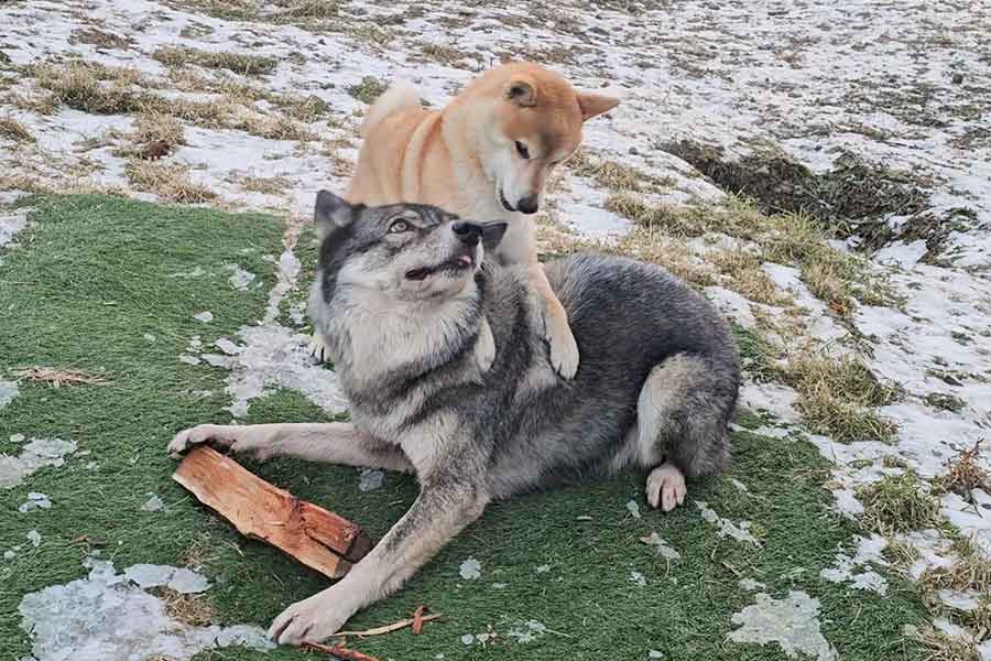 仲良しな（上から）おみつくんとディオネちゃん【写真提供：LISA（@mi_di_0815）さん】