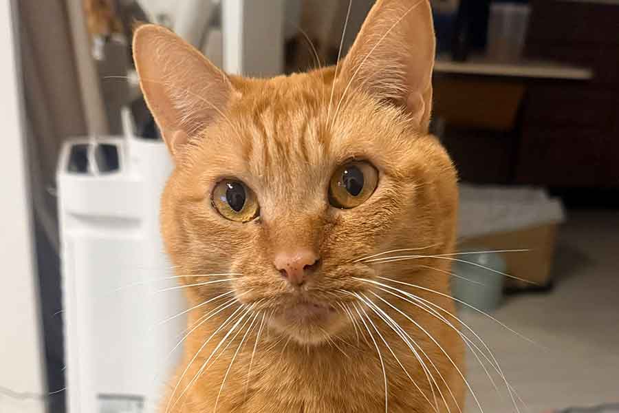 ちょこんと座るひなたくん【写真提供:微睡(@natsucco)さん】