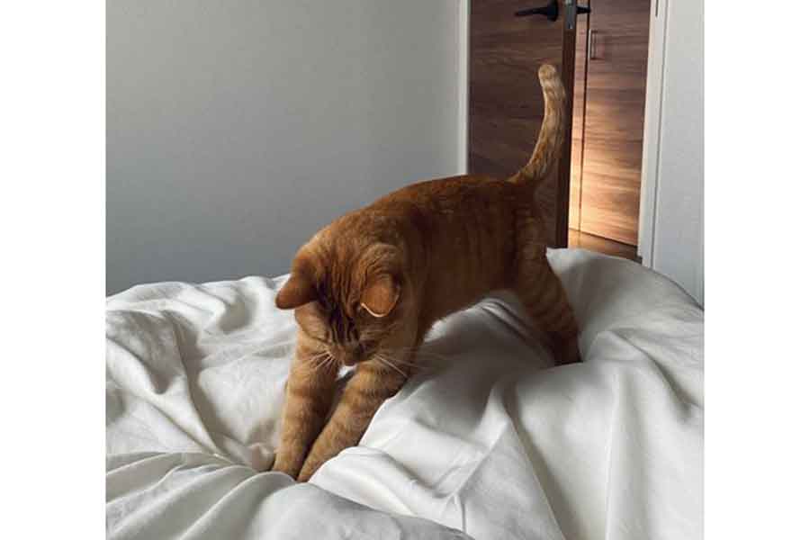 食後、ベッドに来るひなたくん【写真提供：微睡（@natsucco）さん】