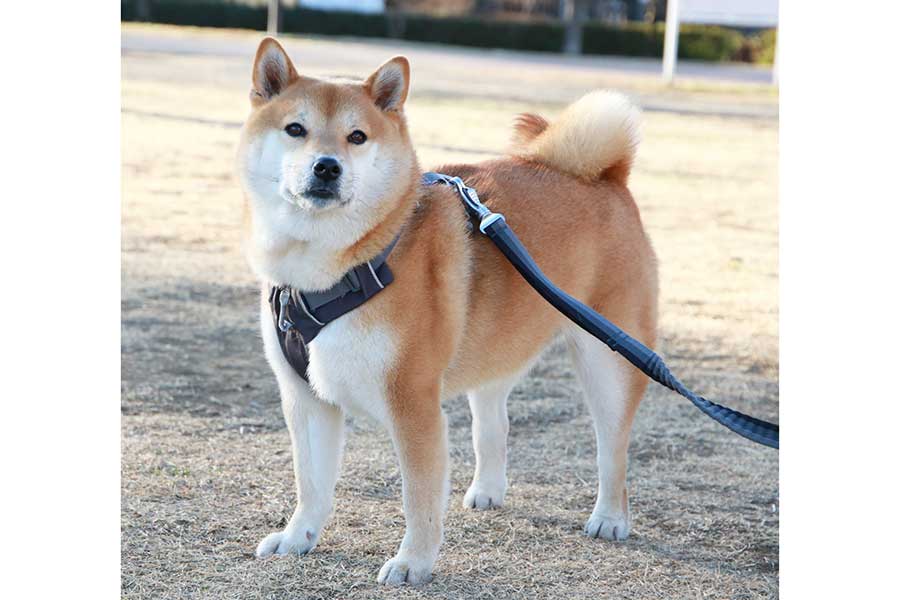 散歩に出かける太郎くん【写真提供：lovelove_taro（@pipipinopi14）さん】