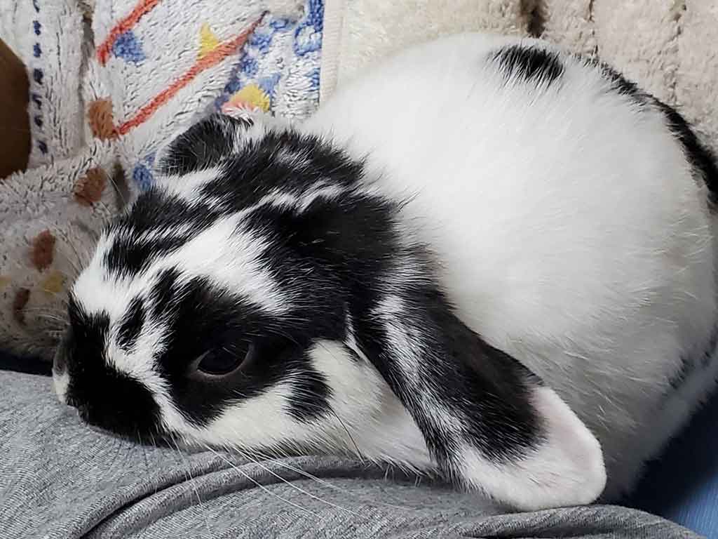 部屋の中でまったり過ごすゴジラちゃん【写真提供：CHIKA（@Chika_pipi）さん】