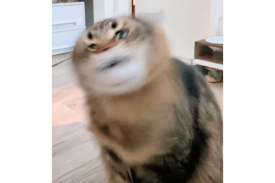 「ねこドリル」をしながら、視線を飼い主さんに向けるヤマネコくん【写真提供：ヤマネコ（@ymnc_rf）さん】