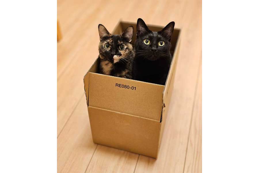 段ボールに入る（左から）サッサちゃんとチックくん【写真提供：かりとん（@kariton28mhy25）さん】